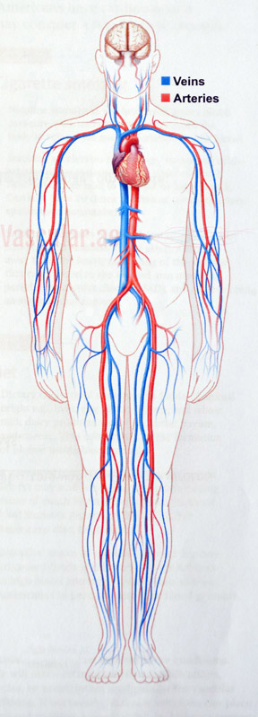 Your Vascular System